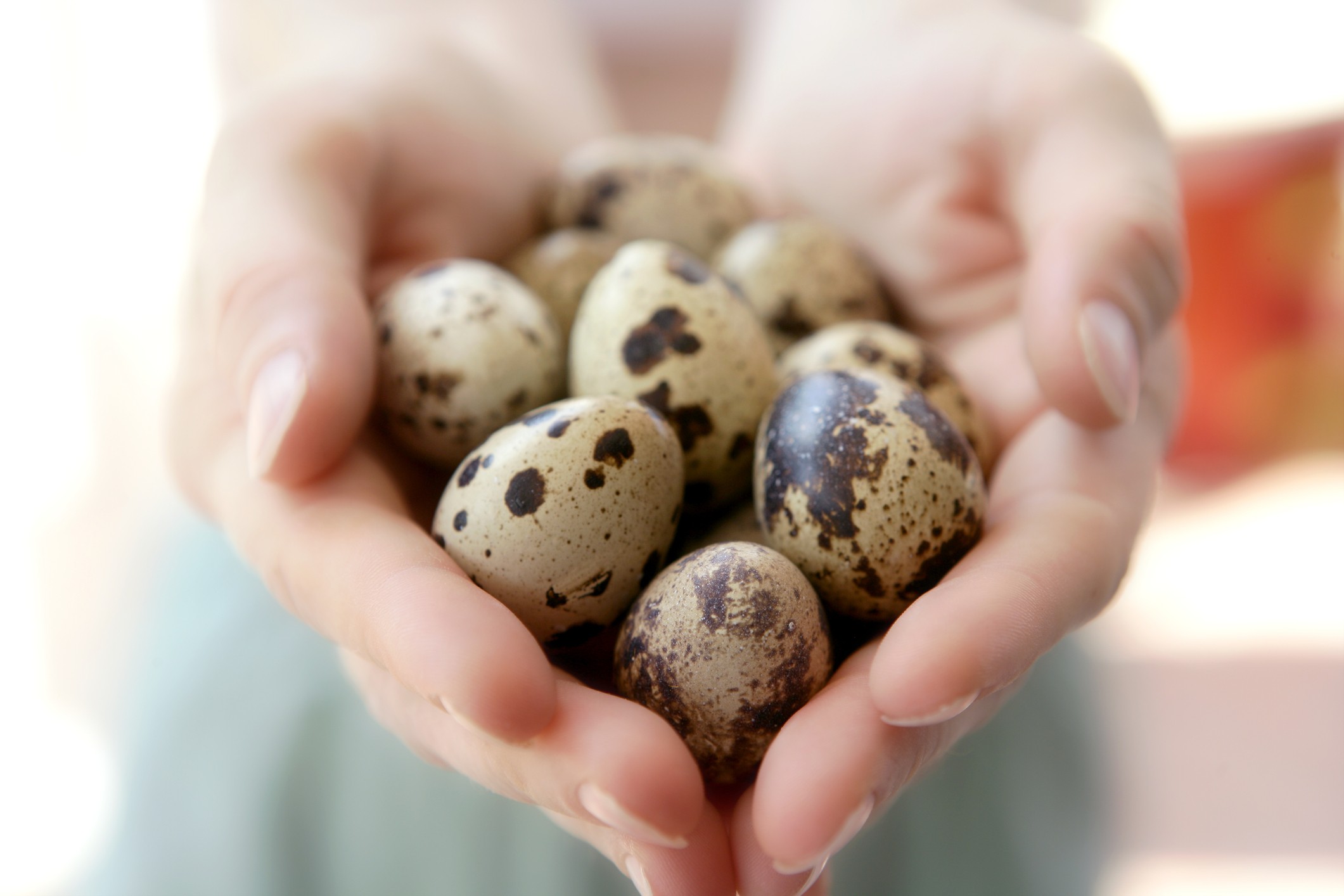 15 beneficii neașteptate ale oului de prepelită. Învață cum să le folosești în avantajul tău!